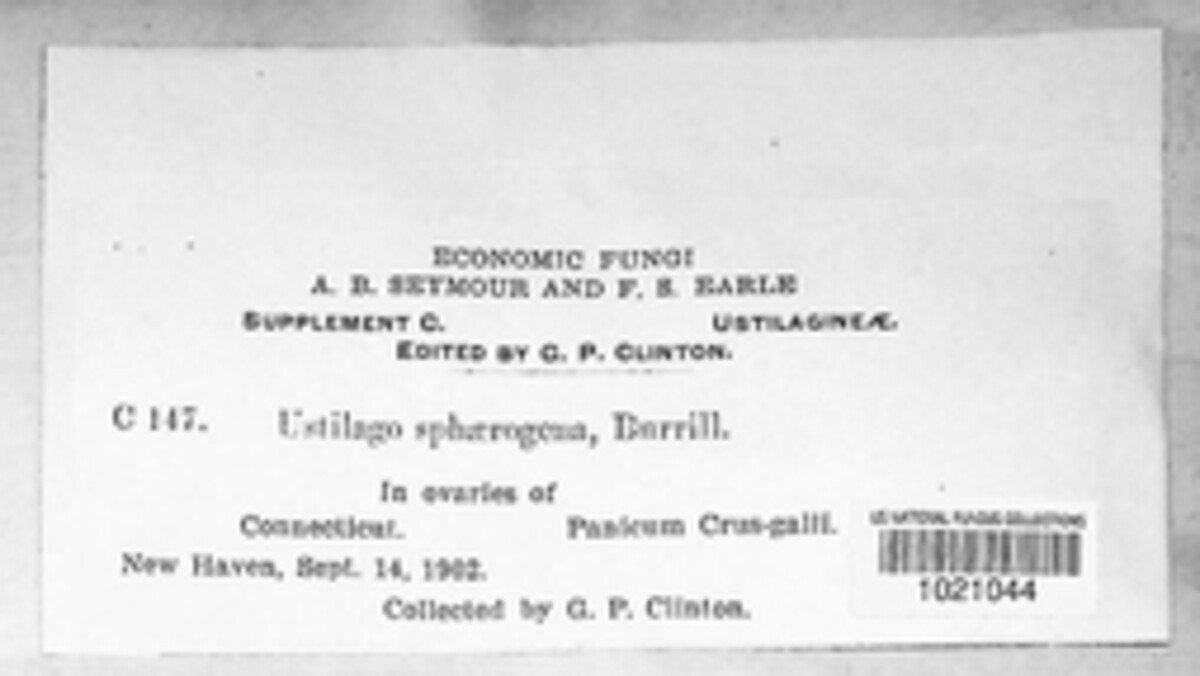 Ustilago sphaerogena image